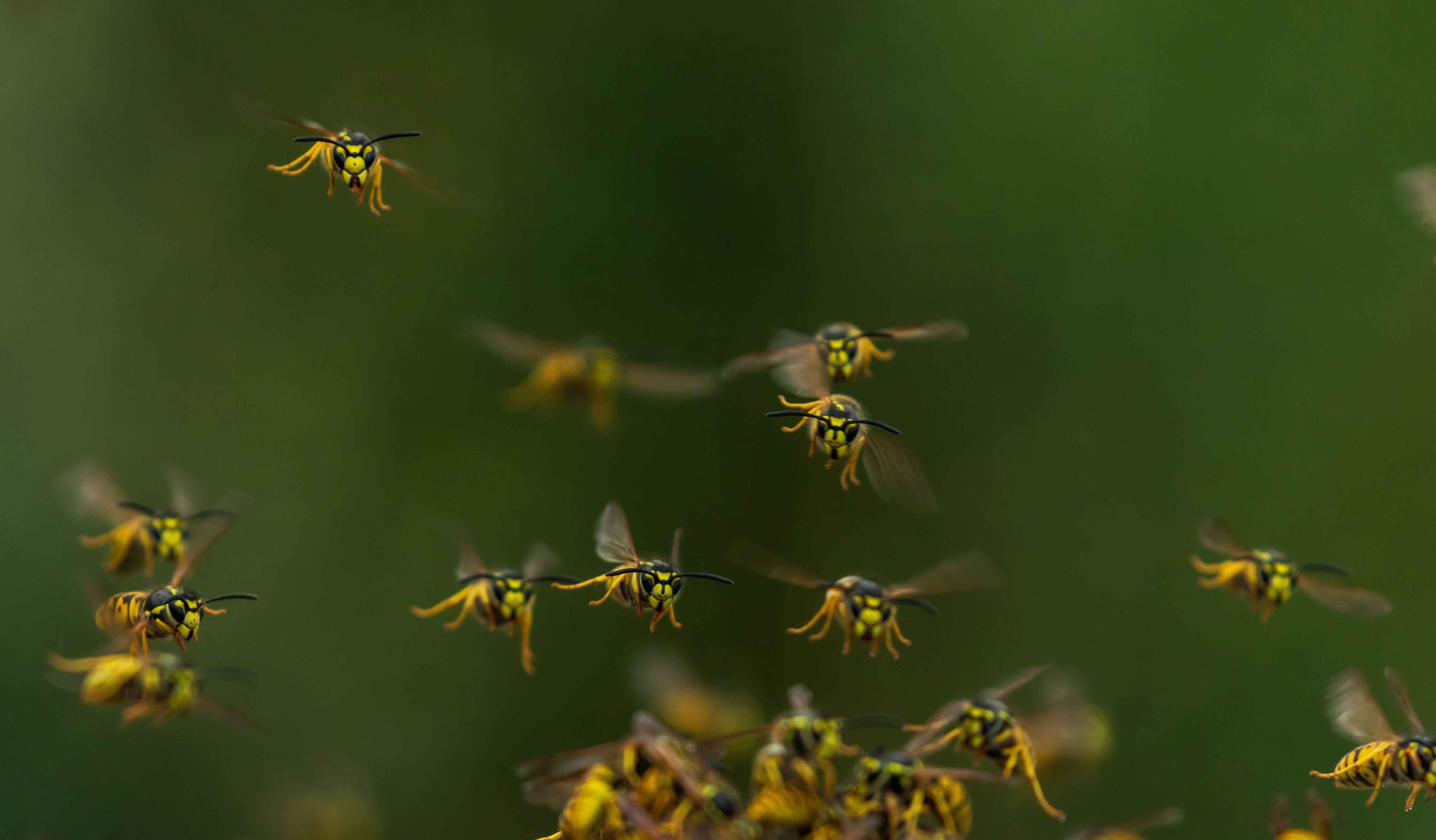 Wasp Pest Control in Nassau County, NY. Rest Easy