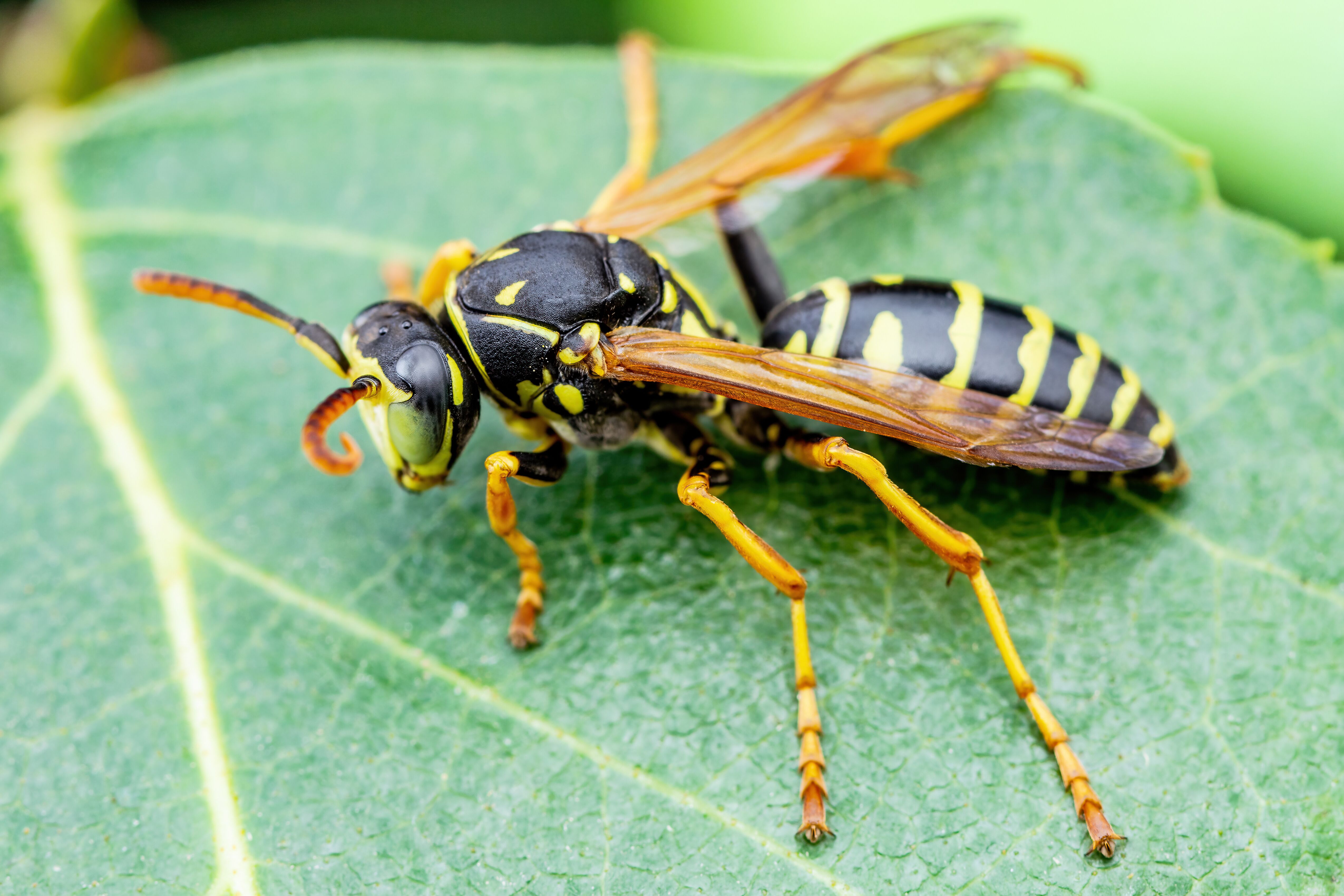 Wasp Pest Control in Nassau County, NY. Rest Easy