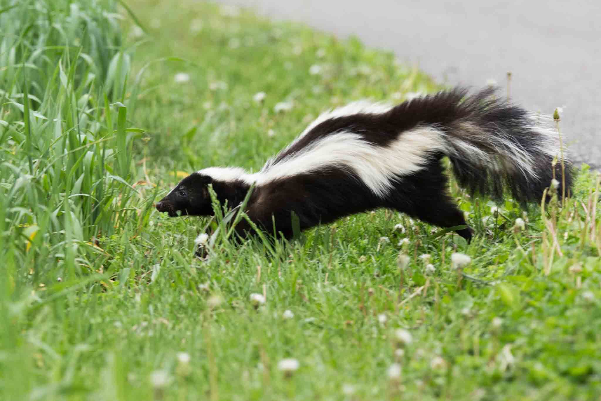 A skunk in a residential area - if you are struggling with wild animals in your home, contact Rest Easy Pest Control's animal pest control in Queens, NY.