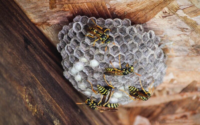 An image of wasps nesting under a wodden structure - to eliminate these pests from your property contact Rest Easy for wasp pest control in Nassau County, NY.