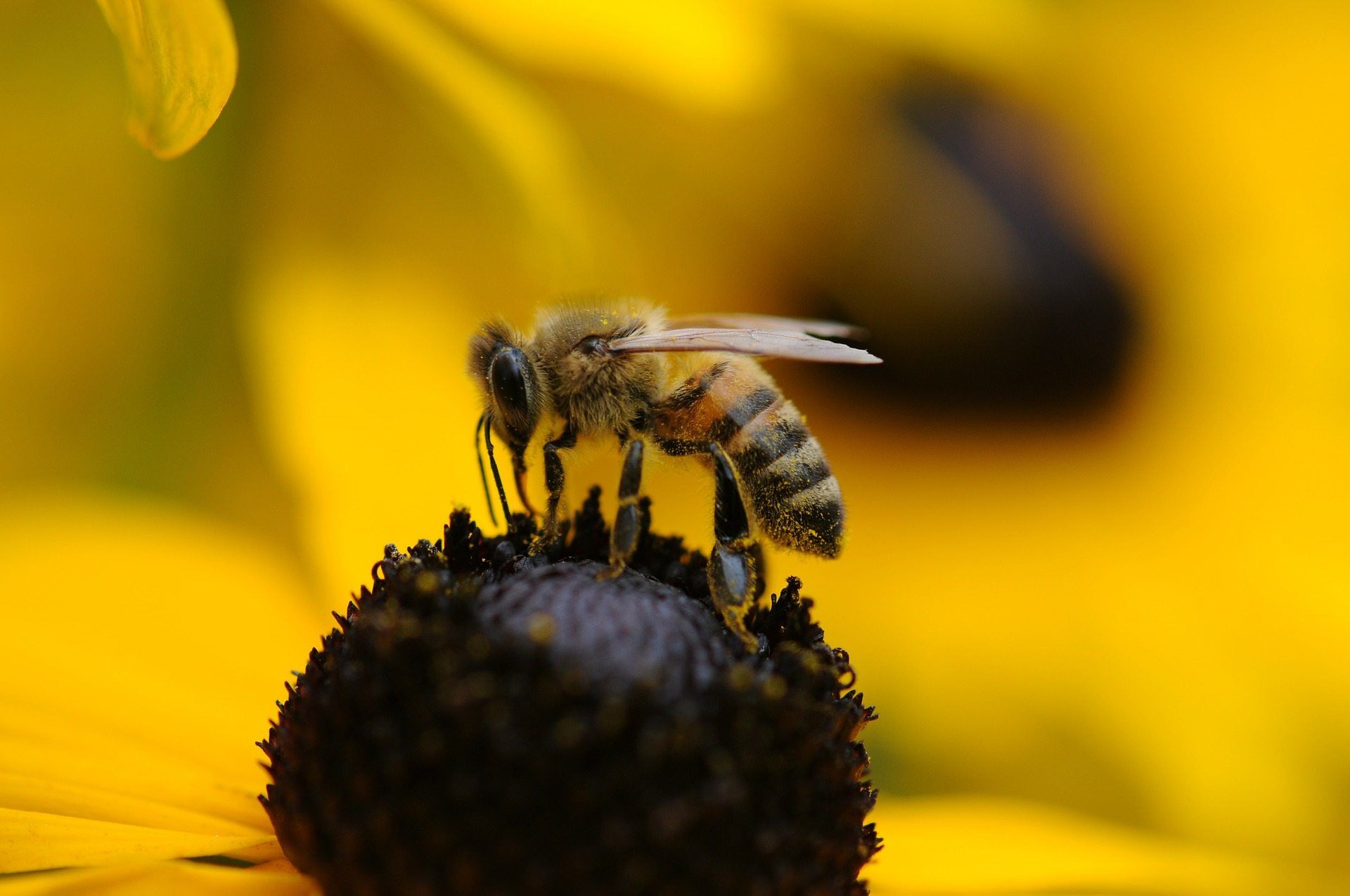 Bees and Wasps Facts: Watch Out! These Colors Will Make Bees and Wasps Attack
