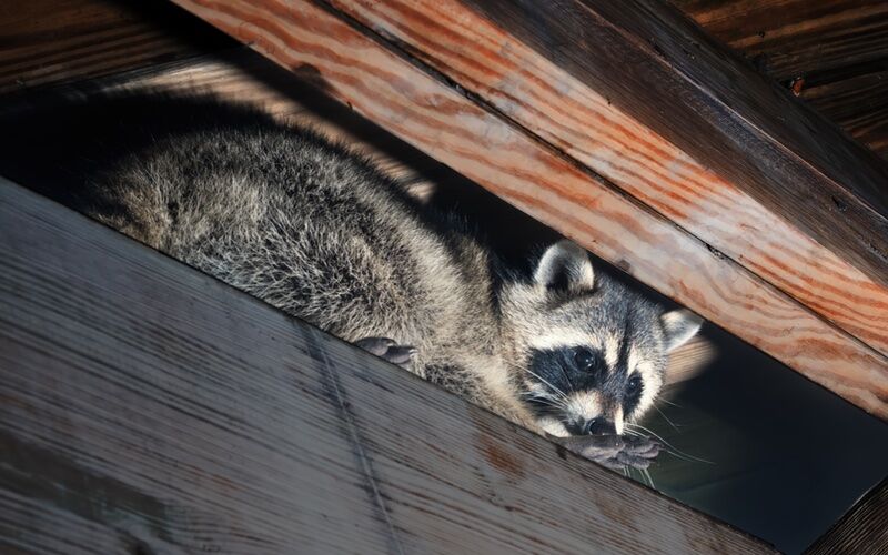An image of a racoon hiding in a buildings structure - Rest Easy Pest Control offers humane wildlife trapping in Nassau County, NY to protect your property from damage and disease.
