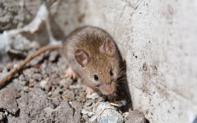 An image of a mouse - contact a Rest Easy mice exterminator in Suffolk County, NY for long-lasting pest control services.