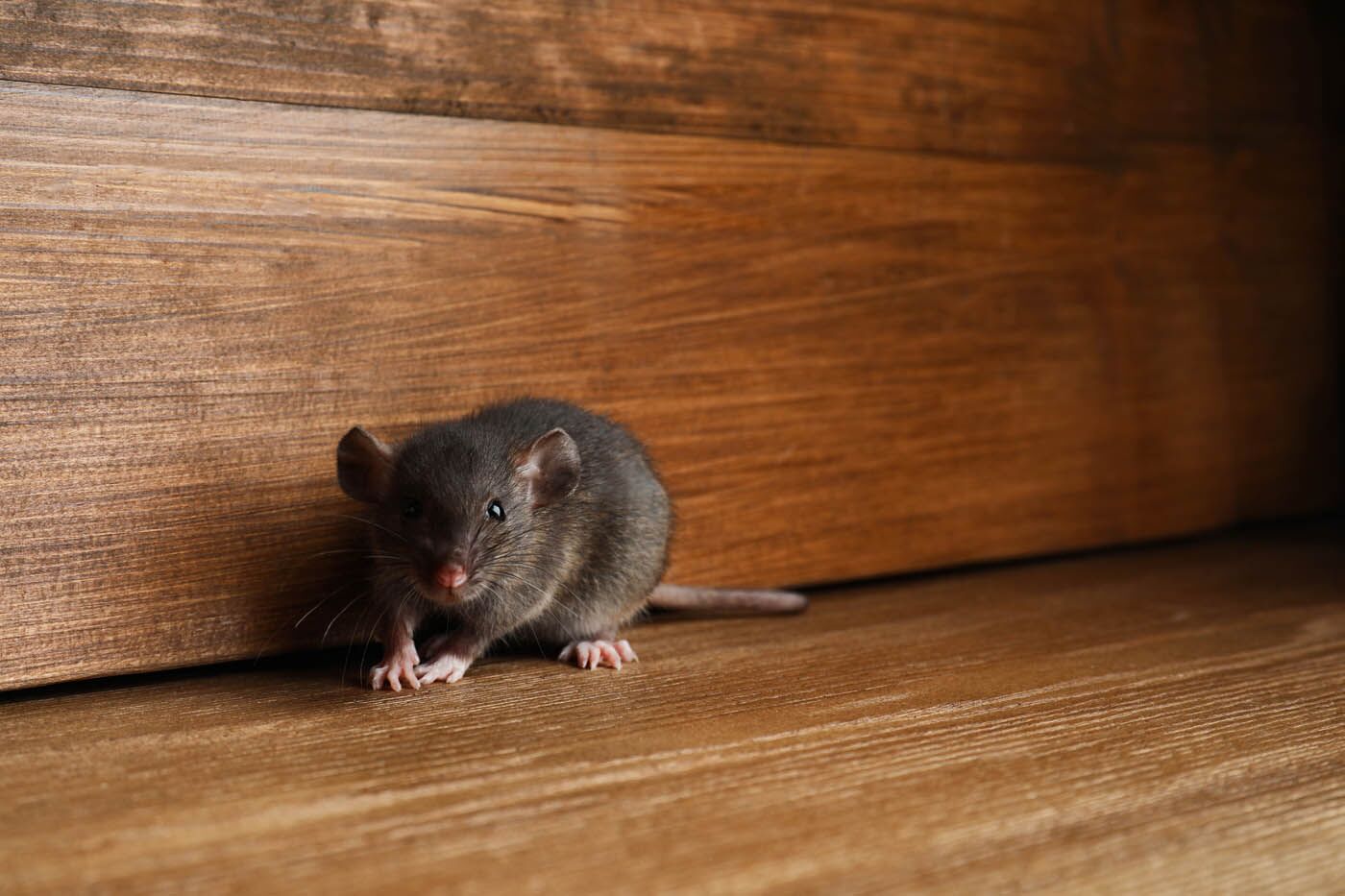 An image of a rodent - Rest Easy Pest Control offers rodent pest control in Camden County, NJ to protect your property from the dangers of rodent infestations.