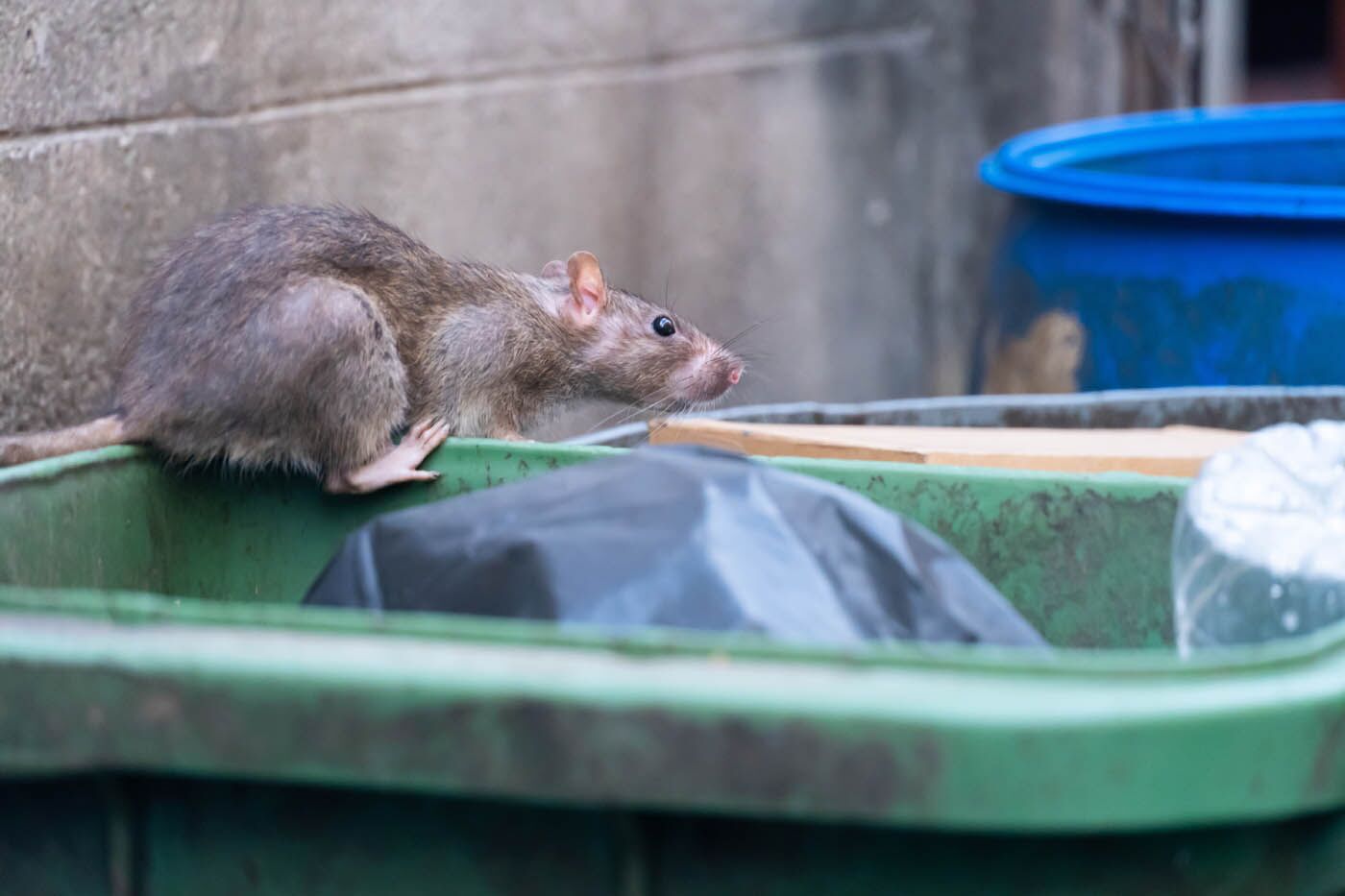 An image of a rat on a dumpster - Rest Easy offers long-lasting rat pest control in Suffolk County, NY to protect home's and businesses in the local community.