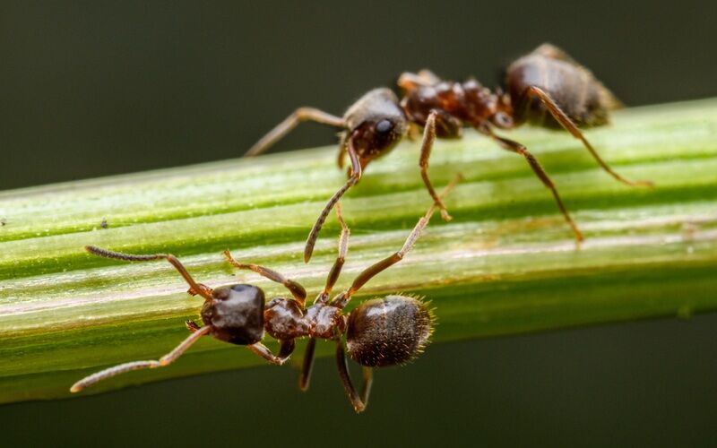 Two ants on a flower stem, contact Rest Easy Pest Control for our best ant control in Suffolk County, NY.