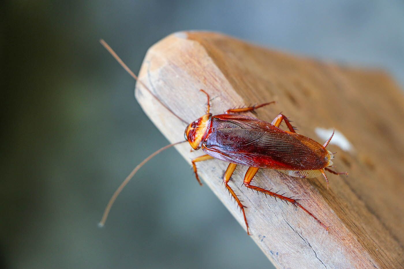A closeup image of a cockroach - Rest Easy Pest Control offers the best cockroach pest control in Philadelphia, PA.