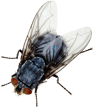 A house fly, book online with Rest Easy Pest Control Suffolk County, NY services.