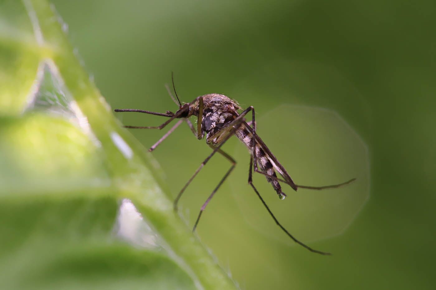 An image of an aedes mosquitoe - hire Rest Easy for fast, effective mosquito pest control in Queens, NY.