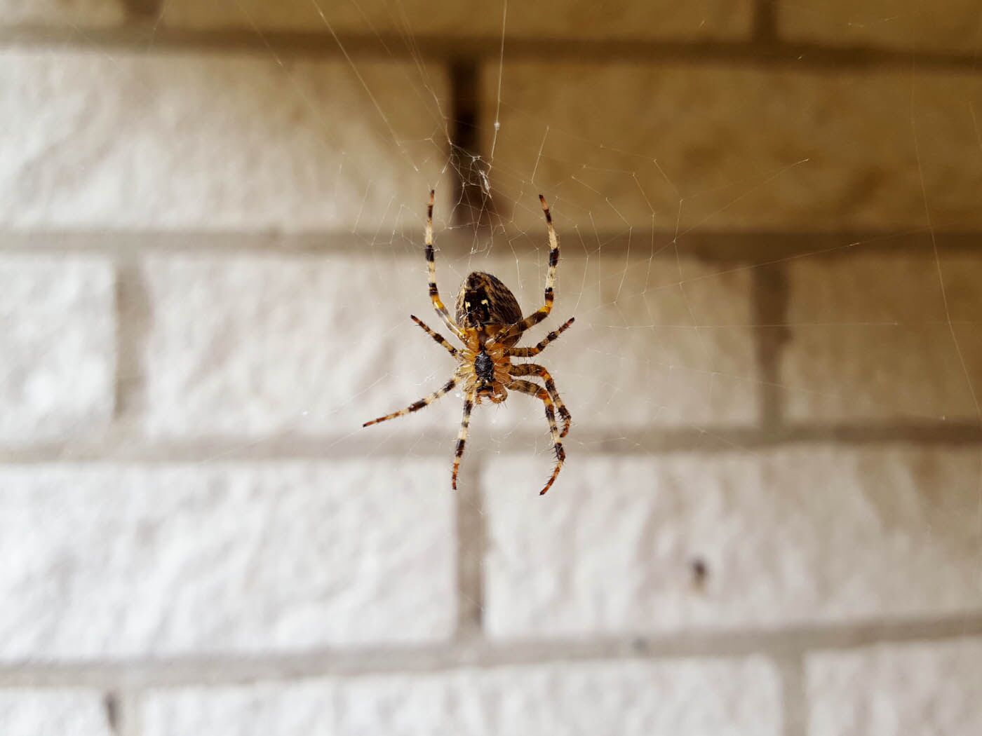 A spider lowering from a web - Rest Easy offers professional spider pest control in Philadelphia, PA to protect residential and commercial properties from spider bites.