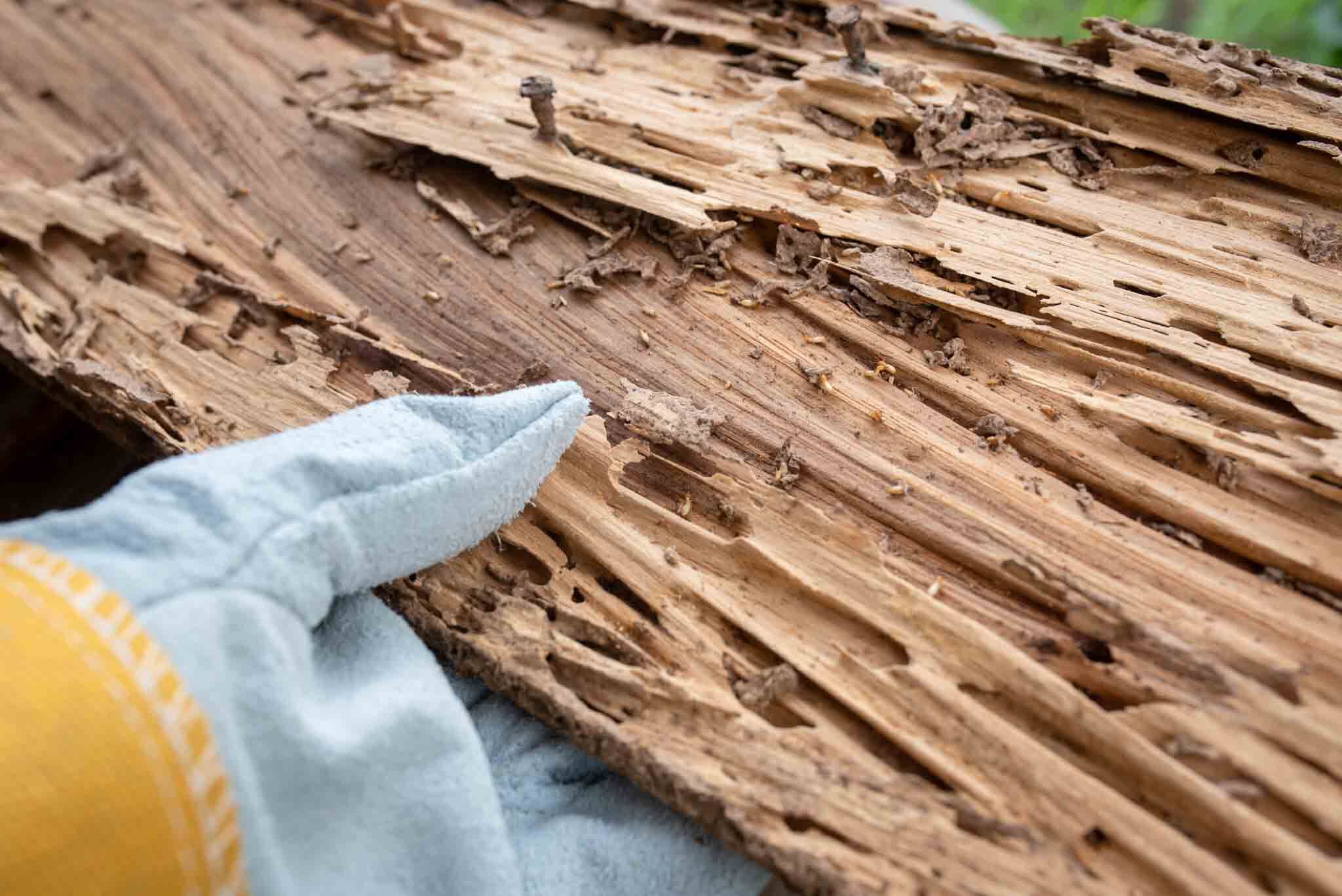 Termites eating through wood - For termite damage treatment in Brooklyn, NY, contact Rest Easy today! }