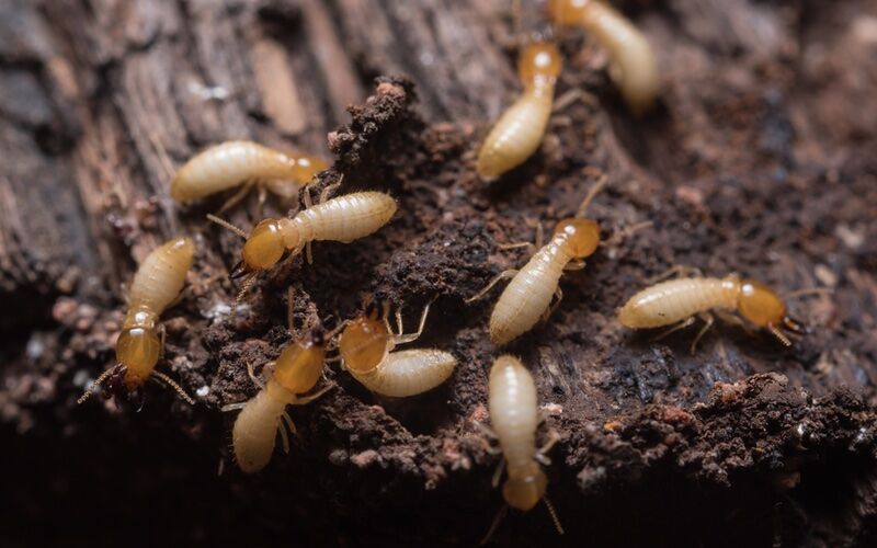 An image of a termite - Rest Easy Pest Control offers termite pest control in Philadelphia PA to protect your home from termite infestations.