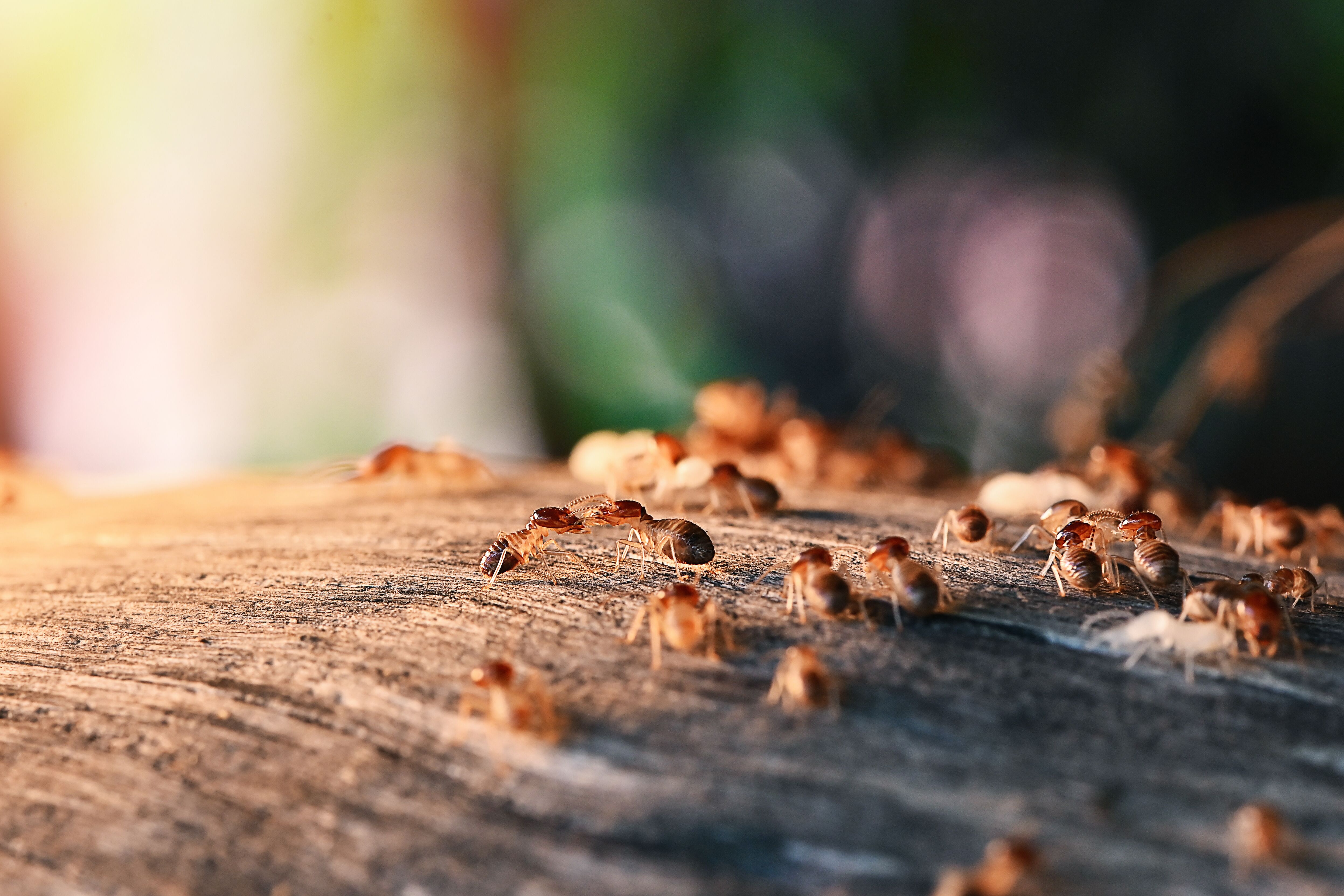 An image of termites and the damage they pose to property - Contact Rest Easy Pest Control, the best termite company in Philadelphia, PA to enusre your home is protected.